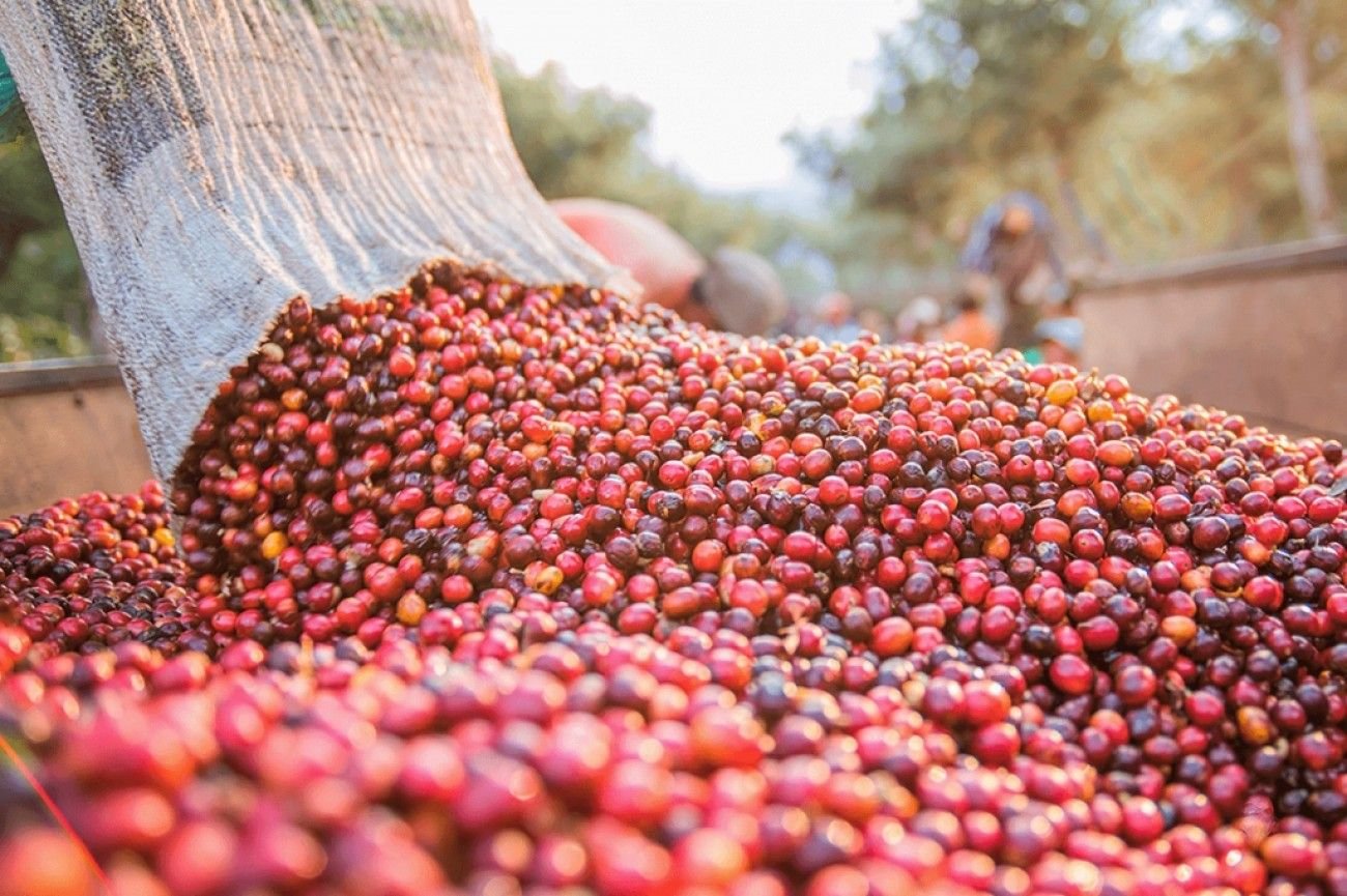 Cerezas de café recién cosechadas
